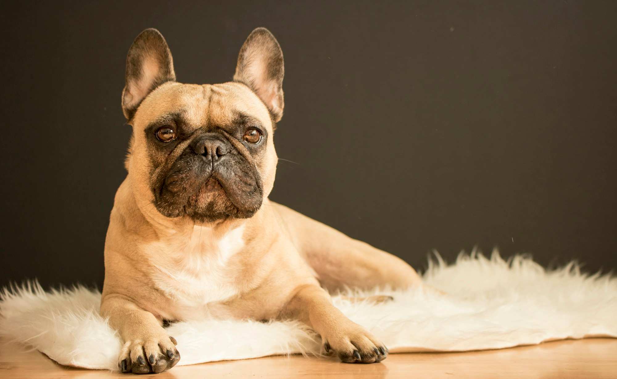 Französische Bulldogge liegt entspannt auf einem Fellteppich